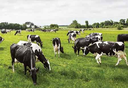Arysson Souza Pires, Operations Director, Sooro Renner | Agri Business Review