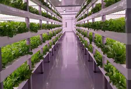Key Advantages of Vertical Farming