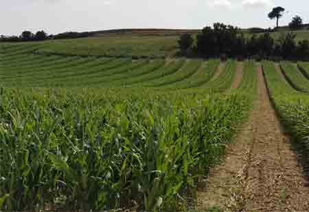 Cécile Dumais-Louys, Global Corn & Sorghum Crop Manager, Lidea Seeds | Agri Business Review