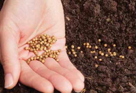 Dmitry Toloknovskiy, Executive Director, Lidea Seeds | Agri Business Review