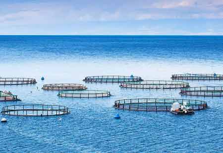 Embracing New Technologies in Shrimp Farming