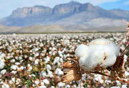 SLC Agricola: Binding Precision and Scale in Cotton Production SLC Agricola: Binding Precision and Scale in Cotton Production